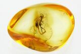 Detailed Fossil False Flower Beetle (Anaspidinae) in Baltic Amber #352702-1